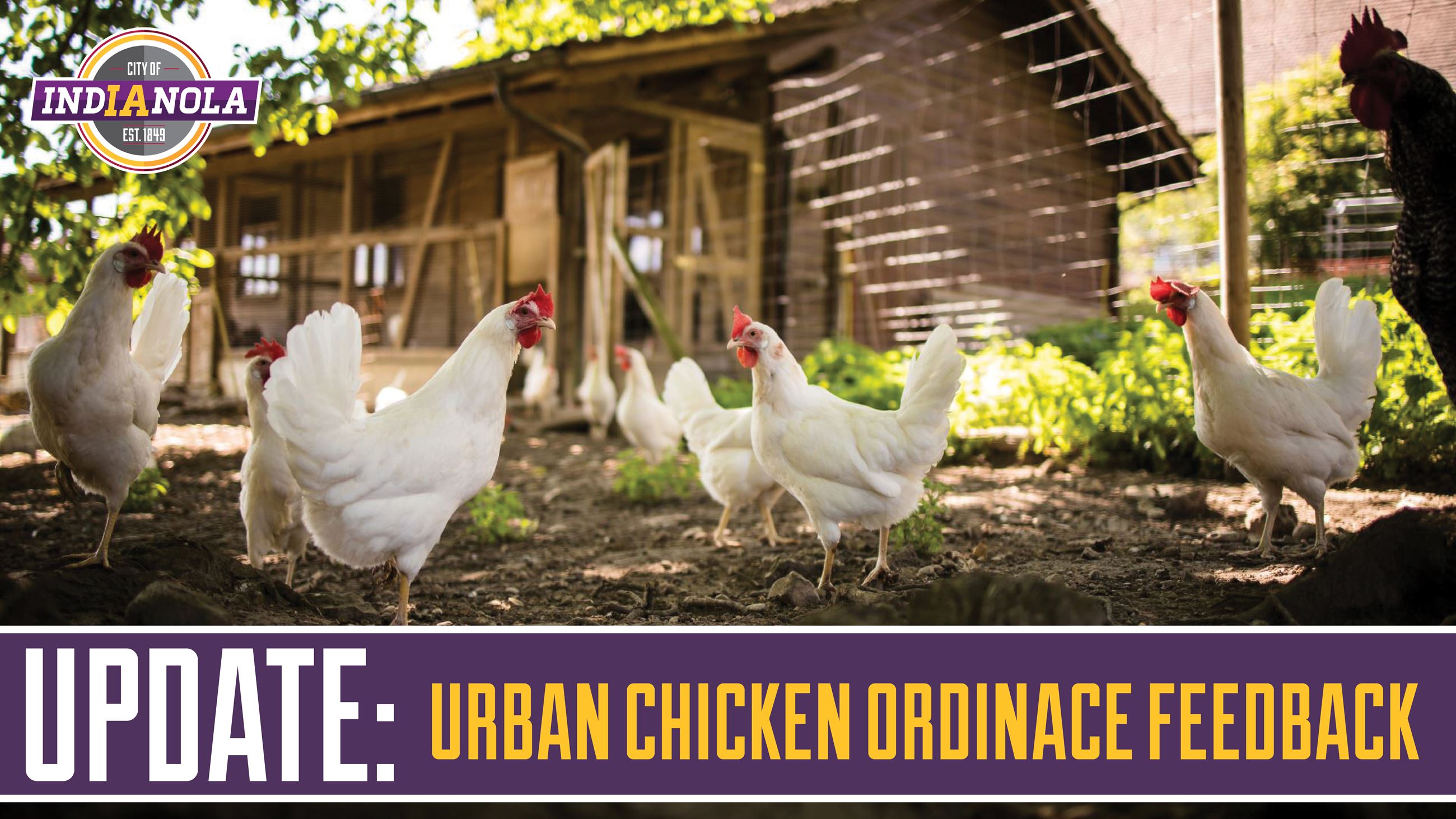 Update - City of Indianola Possible Urban Chicken Ordinance