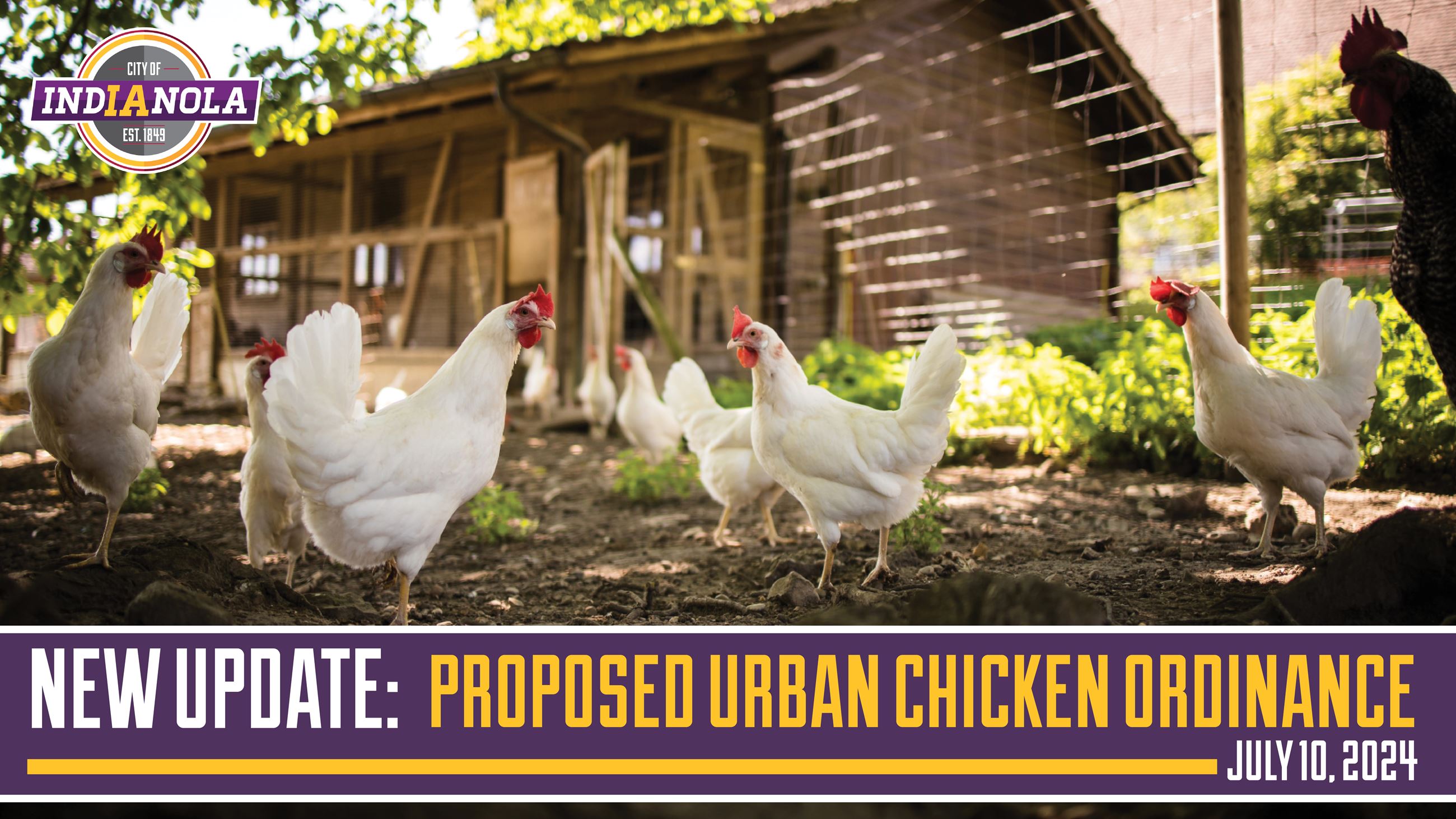 An update for the proposed chicken ordinance for the City of Indianola and next steps in the process