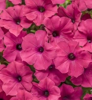 Supertunia Fuschia