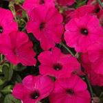 Petunia - Tidal Wave Purple Hybrid 