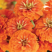 Zinnia - Benarys Giant Orange 