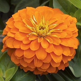 Zinnia - Magellan Orange 