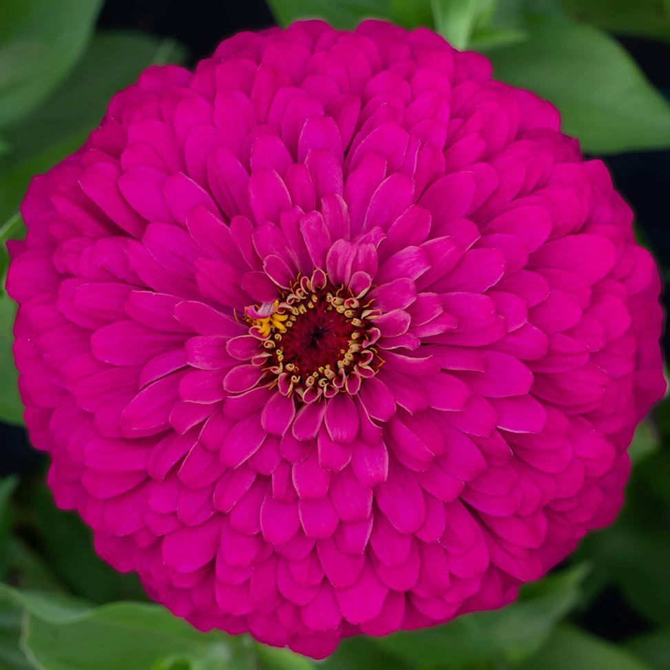 Zinnia - Uproar Rose