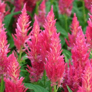 Celosia - Flamma Pink