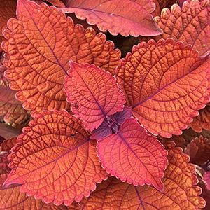 Coleus - Main Street Wall Street
