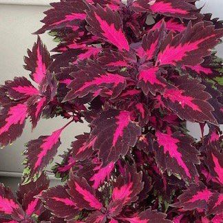 Coleus - Royalty