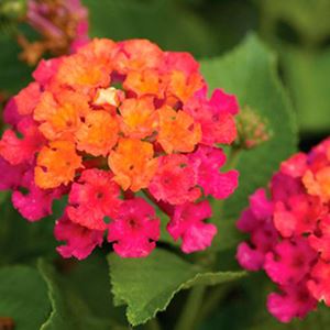 Lantana - Bandolero Cherry Sunrise