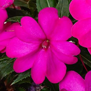 Sunpatiens - Vigorous Purple