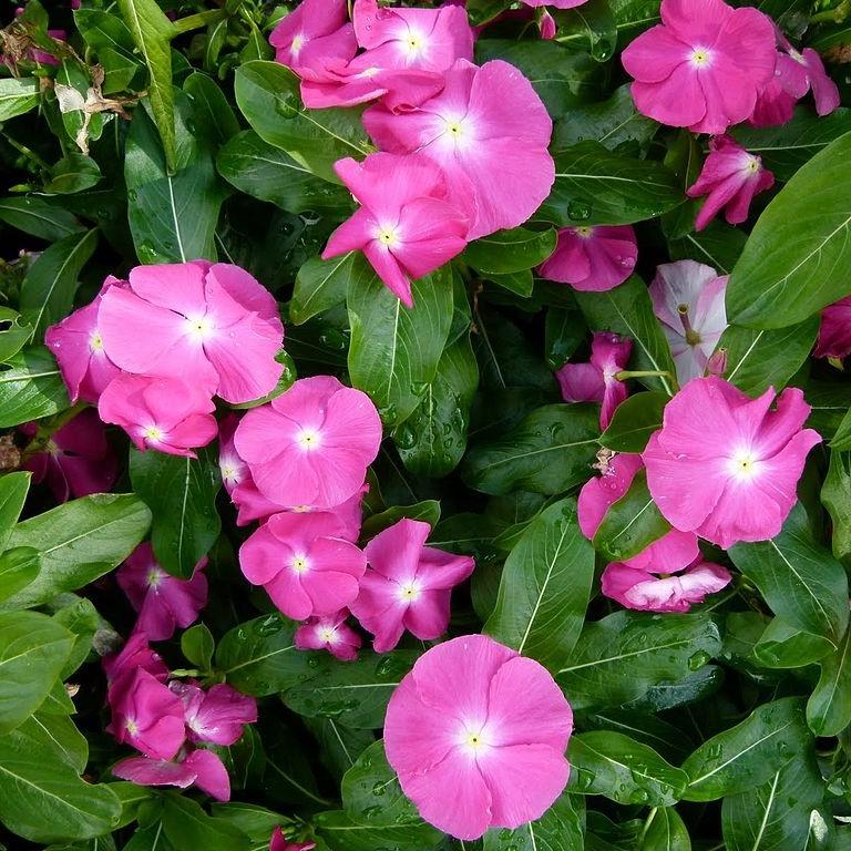 Vinca - Cora XDR Orchid