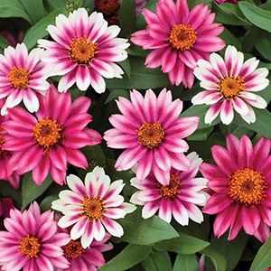 Zinnia - Profusion Cherry Bicolor