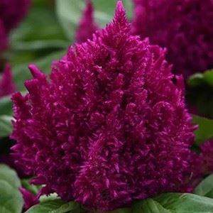 Celosia - First Flame purple